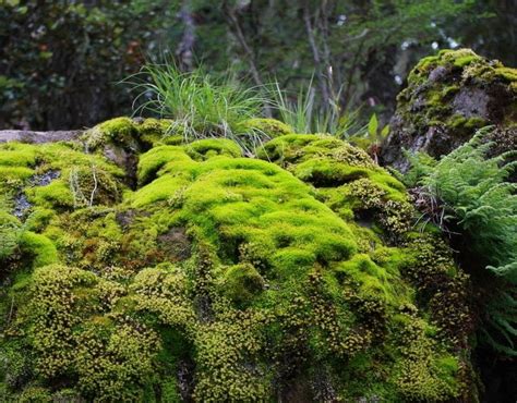 苔蘚|苔蘚植物